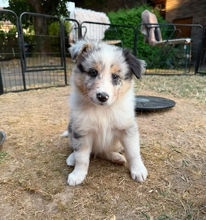 Rüde   Welpe   Mix amerikanischer Collie x Border Collie
