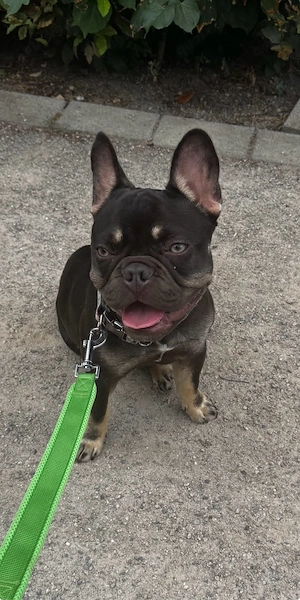 französiche Bulldoggen-Rüde ODIN, 7 monate alt 
