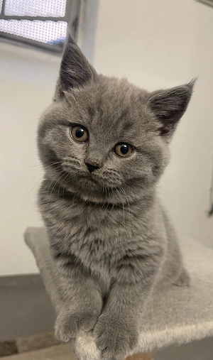BKH-Kitten Reinrassige suchen ein neues Zuhause!