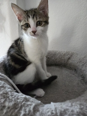 Katzenbabys  Kätzchen weiblich 