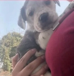   Chico sucht ein liebevolles Zuhause 