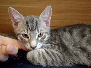 Russisch Blau Kitten