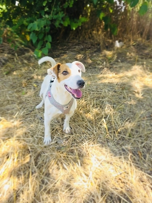 Jack Russel Terrier Mädchen Shiko sucht Körbchen 