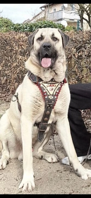 Kangal Rüde Traumhafter Herdenschutzhund (18 Monate) 
