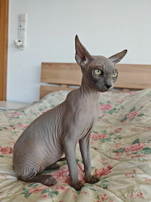 Canadian Sphynx-Kitten 