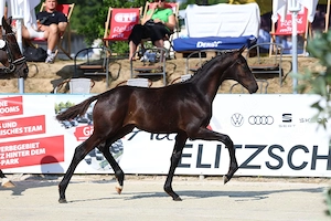Hengst, Fohlen  , Maxim x Quaterback, Championatsfohlen, Dressurpferd 