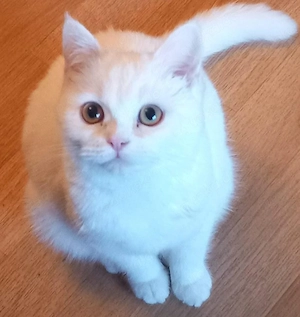 wunderschöne Katze BKH in liebevolle Hände abzugeben 