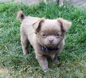 Chihuahua Rüde lilac langhaar