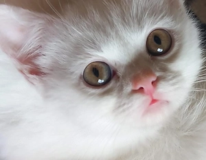 wunderschöne Katze BKH in liebevolle Hände abzugeben 