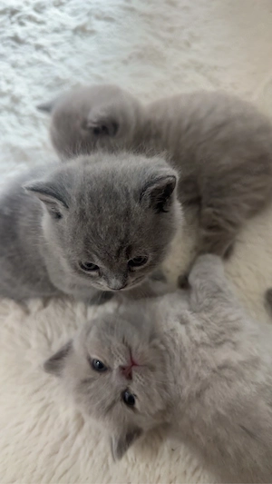 bkh kitten 