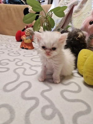 Persischen süßen Katzen 