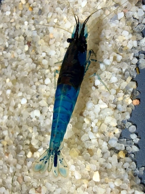 Blue Diamond Zwerggarnelen aus Miniteich mit Medaka Neocaridina