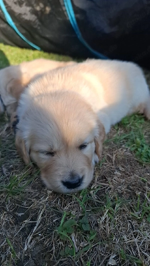 Golden-Retriever-Welpe (Weibchen) sucht liebevolles Zuhause      