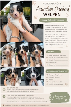 Australian Shepherd Welpen reinrassig