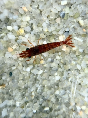 Bloody Mary Zwerggarnelen aus Miniteich mit Medaka Neocaridina