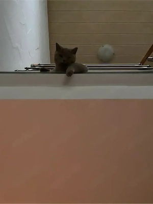 Britisch Kurzhaar Katze