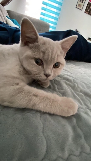 Britisch Kurzhaar Katze