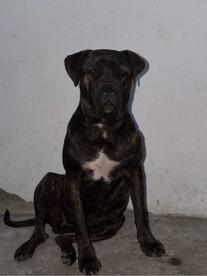     Bordeauxdogge   Cane Corso Mix