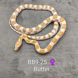 Kornnatter Butter 66% pos. het. Cinder NZ25  Bild 2