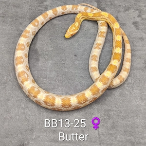 Kornnatter Butter 66% pos. het. Cinder NZ25 