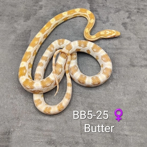 Kornnatter Butter 66% pos. het. Cinder NZ25  Bild 3