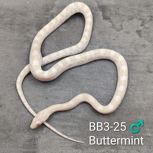 Kornnatter Buttermint NZ 25  