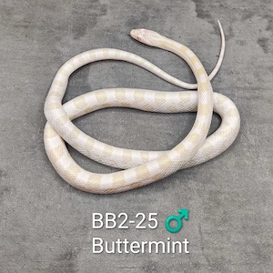 Kornnatter Buttermint NZ 25   Bild 2