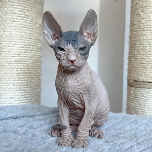 Sphynx-Kätzchen suchen ein neues Zuhause