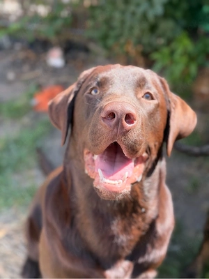 labrador-Rüde sucht ein zuhause 