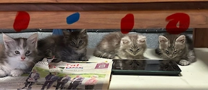 Maine coon Kitten 