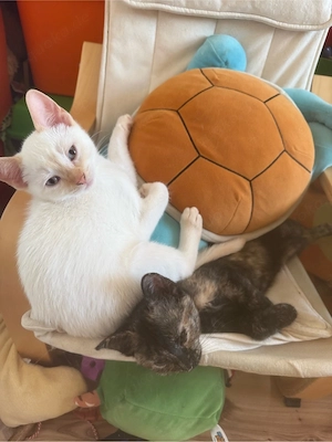 Mischling BKH  Hauskatze
