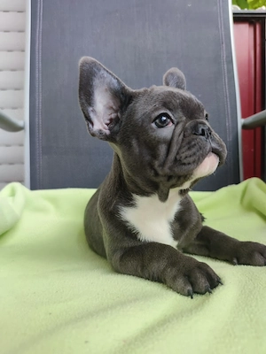 Welpe Französische Bulldogge in Farbe Blue