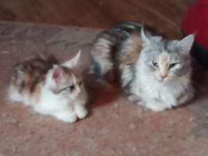 Main Coon Kitten  Bild 5