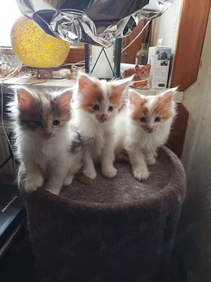 Main Coon Kitten 