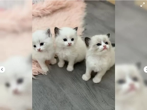 Ragdollkitten in Point, Mink und solid