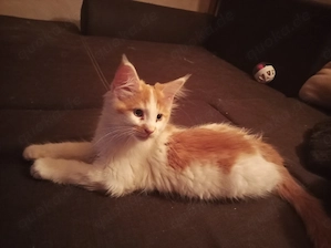 Main Coon Kitten  Bild 7