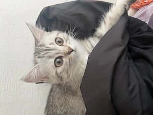 Britisch Kurzhaar kitten Weibchen 