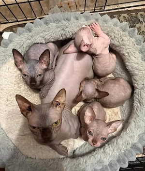 Zwei liebevolle Kater suchen ihr Für-immer-Zuhause