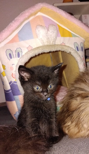 BKH-Mix Kitten sucht noch ein liebes Zuhause 