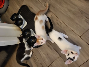Zauberhafte kleine Katzenkinder