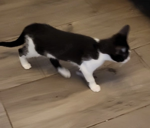 Letzter kleine Baby Kater