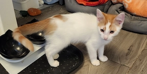 2 kleine Baby Kater