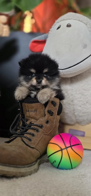 Pomchi-Welpe 