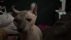 Sphynx Elf Dame zu verkaufen