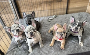 Französische Bulldoggen Welpen !!!!!