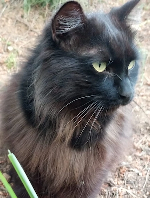 der hübsche, ruhige Kater Porthos wurde vermutlich ausgesetzt