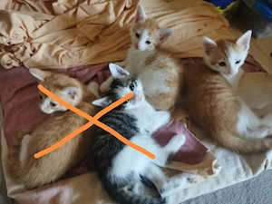 Babykitten abzugeben 