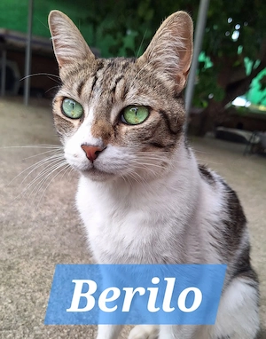 verschmuster, ruhiger Kater Berilo sucht ein schönes Zuhause