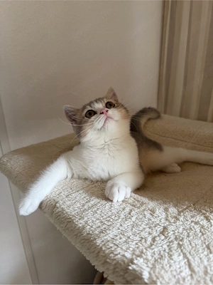 BKH Prinzessin sicht noch ein schönes zu hause 