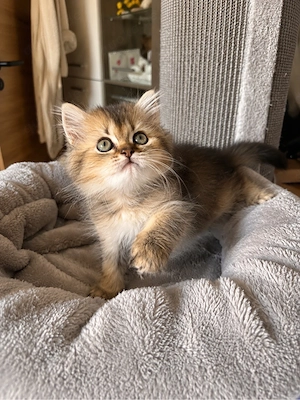 BLH Edelmix-Kitten abgabebereit Bild 4